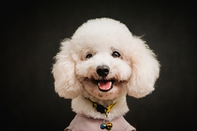 可爱白色贵宾犬狗狗图片